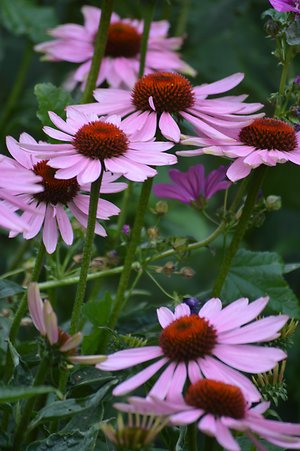 conditions & immune boosting. echinacea 2