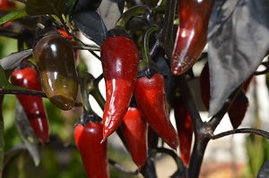 about food energetics. chilli display